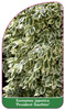 Euonymus japonicus 'President Gauthier'