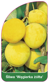 Śliwa 'Węgierka zołta'