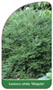 Lonicera nitida 'Maigrün'