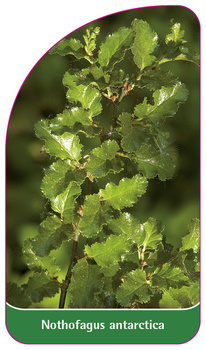 Nothofagus antarctica