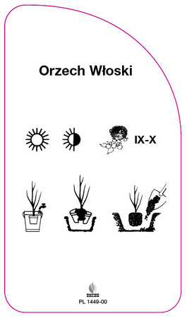Orzech Włoski