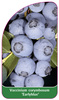 Vaccinium corymbosum 'Earlyblue'