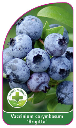 Vaccinium corymbosum 'Brigitta'