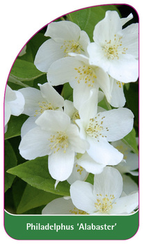 Philadelphus 'Alabaster'