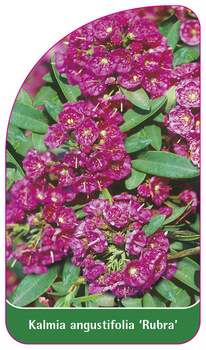 Kalmia angustifolia 'Rubra'