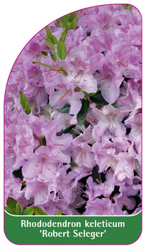 Rhododendron keleticum 'Robert Seleger'