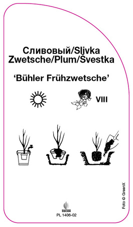 Sliwa 'Bühler Frühzwetsche'