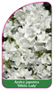 Azalea japonica 'White Lady'