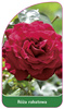 Discount rose Nr. 115