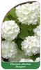 Viburnum plicatum 'Newport'
