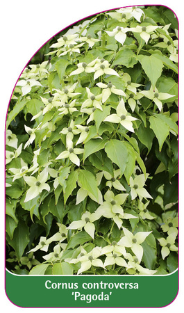 Cornus controversa 'Pagoda'