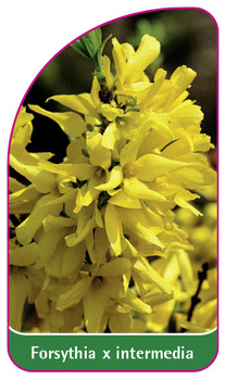 Forsythia x intermedia