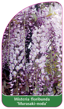 Wisteria floribunda 'Murasaki-noda'