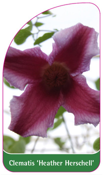 Clematis 'Heather Herschell'