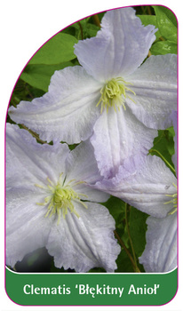 Clematis 'Blekitny Aniol'