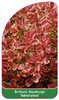 Berberis thunbergii 'Admirație'