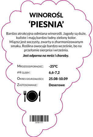 Winorośl Piesnia