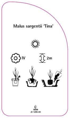 Malus sargentii 'Tina'