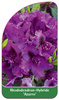 Rhododendron-Hybride 'Azurro'