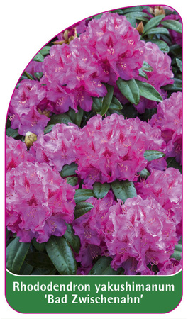 Rhododendron yakushimanum 'Bad Zwischenahn'