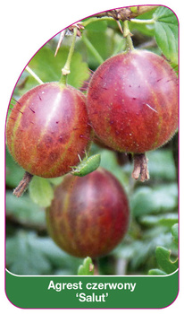 Agrest czerwony 'Salut'