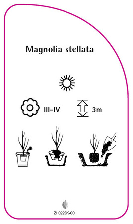 Magnolia stellata