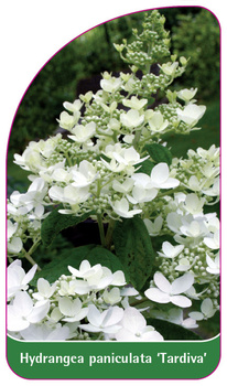 Hydrangea paniculata 'Tardiva'