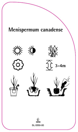 Menispermum canadense