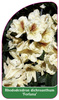 Rhododendron dichroanthum 'Forlana'