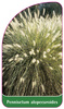 Pennisetum alopecuroides