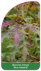 Quercus texana 'New Madrid'