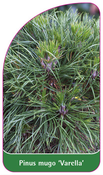 Pinus mugo 'Varella'