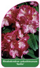 Rhododendron yakushimanum 'Anilin'