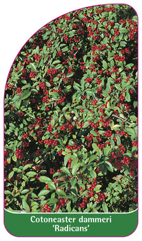 Cotoneaster dammeri 'Radicans'