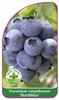 Vaccinium corymbosum 'Northblue'
