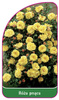 Róza pnąca Nr. 325 A