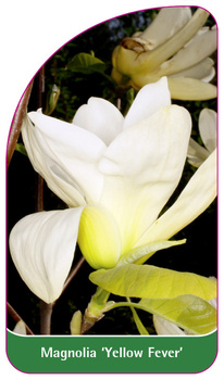 Magnolia 'Yellow Fever'