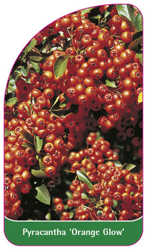 Pyracantha 'Orange Glow'