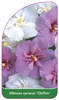 Hibiscus syriacus 'Chiffon'