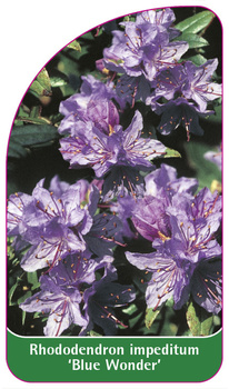 Rhododendron impeditum 'Blue Wonder'