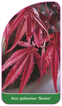 Acer palmatum 'Shaina'
