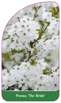 Prunus 'The Bride'