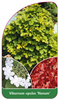 Viburnum opulus 'Nanum'