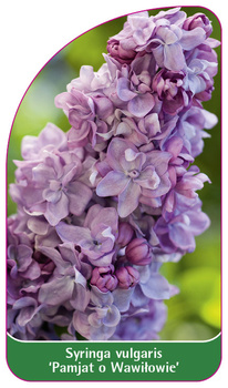 Syringa vulgaris 'Pamjat o Wawilowie'