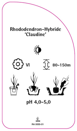 Rhododendron-Hybride 'Claudine'