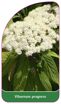 Viburnum pragnese