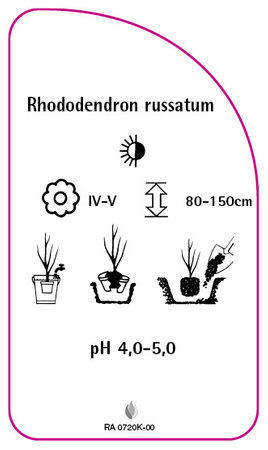 Rhododendron russatum