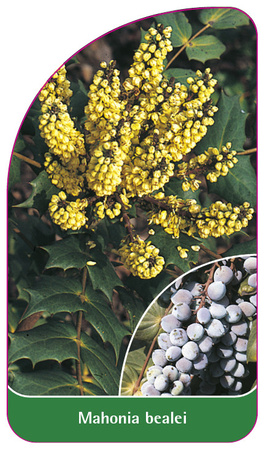 Mahonia bealei