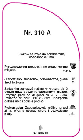 Róza pnąca Nr. 310 A