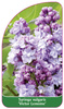 Syringa vulgaris 'Victor Lemoine